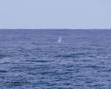 5F1A7007_possible_Gray_Whale_.jpg