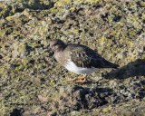 5F1A7116_Black_Turnstone_.jpg