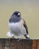 5F1A7146_Darkeyed_Junco_.jpg