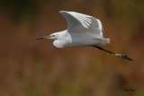 Little Egret (Egretta garzetta, migrant)
Habitat: Coastal marsh and tidal flats to ricefields.
Shooting Info - Binmaley, Pangasinan, Philippines, February 26, 2017, EOS 7D MII + EF 400 DO IS II,
400 mm, f/5.6, 1/2500 sec, ISO 160, manual exposure in available light, hand held, near full frame resized to 1500 x 1000.