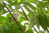 Pygmy Flowerpecker (Dicaeum pygmaeum, a Philippine endemic)
Habitat – Forest, edge and second growth.
Shooting info – extracted from a 3840 x 2160 (4K) footage, filmed in natural habitat at Bued River, Northern Philippines on July 24, 2018, Sony RX10 Mark IV + Uniqball UBH45 + Manfrotto 455B tripod,
600 mm (equiv.), f/5.6, ISO 200, 1/60 sec, manual exposure in available light, manual focus, Steadyshot off.