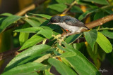 Getting close to a Red-keeled Flowerpecker