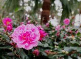 a camellia 
