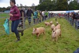 Bute Agricultural Show 2017