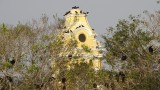  Church of the Holy Cross with Turkey Vultures