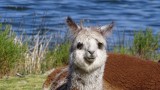 Lake Titicaca Alpaca