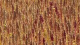 Quinoa Field