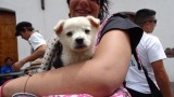 Quito Puppy