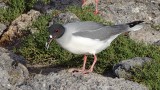 Swallow Tailed Gull