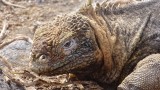 Land Iguana Close Up