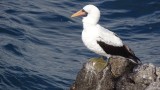 Nazca Booby