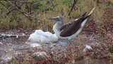Blue Footed Booby with Chick