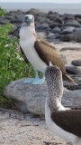 Blue Footed Boobies checking each other out