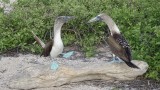 Blue Footed Booby Mating Dance