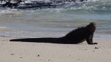 Marine Iguana