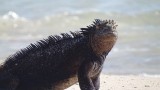 Marine Iguana