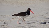 Oystercatcher