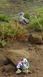 The Pandafords with a Red Footed Booby