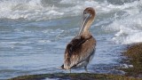 Big Pelican