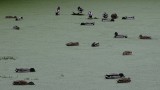 San Francisco Zoo Ducks