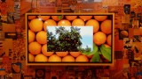 Color Factory Orange Room