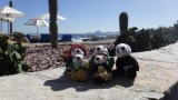 The Pandafords hanging out at the Hacienda Encantada pool