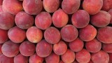 Civic Center Farmers Market Peaches