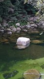 Mossman Gorge