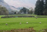 The Lake District with Grazing Sheep 