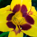 Yellow n Violet Day Lily