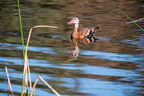Whistling Duck near Reeds