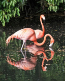 2 Flamingoes Reflect