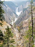 Lower Falls of Yellowstone