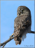 Chouette lapone ( Great Gray Owl )