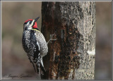 Pic macul ( Yellow-bellied Sapsucker )