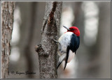 Pic a tte rouge  ( Red-Headed Woodpecker )