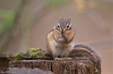 Siberische Grondeekhoorn/Siberian Chipmunk