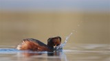 Geoorde Fuut/Black-necked Grebe