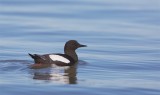 Zwarte Zeekoet/Black Guillemot