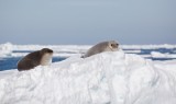 Klapmuts/Hooded Seal