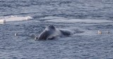 Groenlandse Walvis/Bowhead Whale