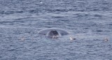 Groenlandse Walvis/Bowhead Whale