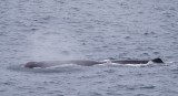 Potvis/Sperm Whale