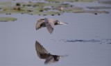 Zwarte Stern/Black Tern