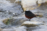 White-capped Water Redstart (Phoenicurus leucocephalus)_Leh (Ladakh)