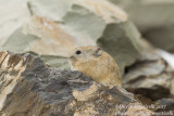 Ladakh Pika (Ochotona ladacensis)_Hemis NP (Ladakh)