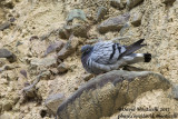 Hill Pigeon (Columba rupestris)_Hemis NP (Ladakh)