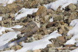 Himalayan Snowcock (Tetraogallus tibetanus)_Hemis NP (Ladakh)