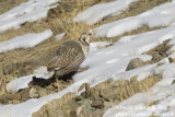 Himalayan Snowcock (Tetraogallus tibetanus)_Hemis NP (Ladakh)