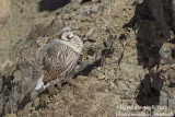 Himalayan Snowcock (Tetraogallus tibetanus)_Hemis NP (Ladakh)